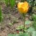 Роза чайно-гибридная GOLDEN MEDALLION Роза золотой медальон