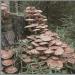 Виды грибов по способу питания Осенний опенок по способу питания